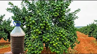Mayor Floración Y Crecimiento Para Todo Tipo De Plantas, Maravilloso Abono Casero.