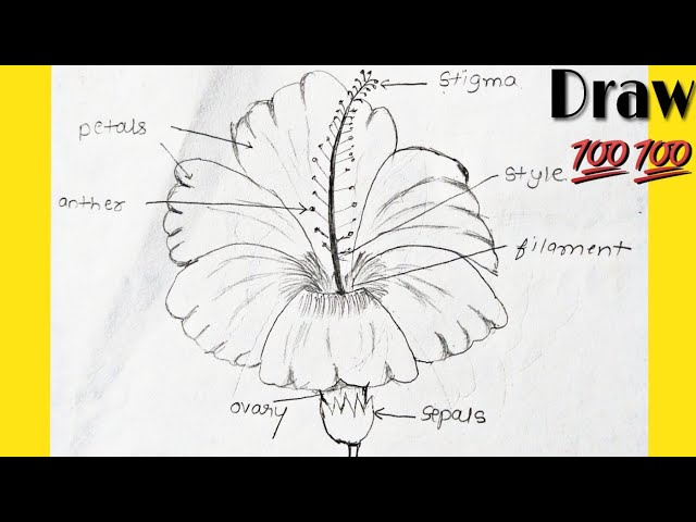 Gudhal ka phool | Hibiscus flower drawing very easy | How to draw hibiscus  flower - YouTube