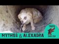 They chained these dogs to metal barrels - Mythos & Alexandra - Takis Shelter