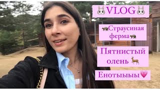 VLOG // Страусиная ферма // Пятнистый олень и еноты // Улан-Удэ, Бурятия