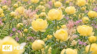 🌷 Colorful Flowers & Quiet Garden Paths 4K | Soft Piano & Natural Calm screenshot 2