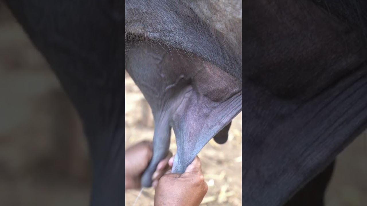 cow, Milking Cows fast pace, दूध देने वाली गाय तेज गति, cow milk, cow's, fast milk, milk.#viral#cute