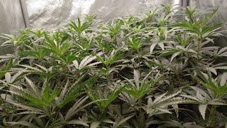 GROWING MEDICINAL WITH LEVELZ & #420GTGT!!! COME SHOW OFF YOUR GROW!!!