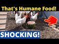 Chickens eating different food