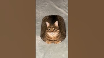 Sitting Anywhere Except On The Cat Tree 😺