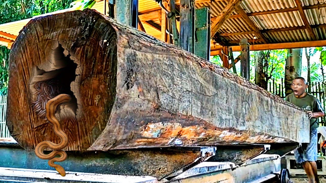 the unexpected consequences of underestimating giant redwood logs at ...