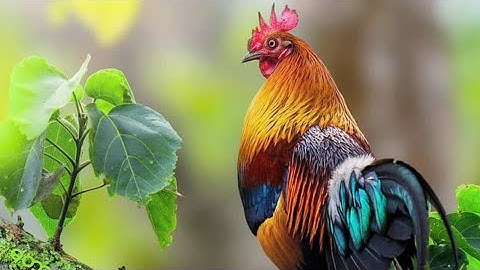 hnub no los peb saib qaib dib ua kev:2024