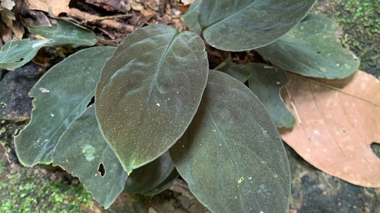 Homalomena kionsomensis in Sabah