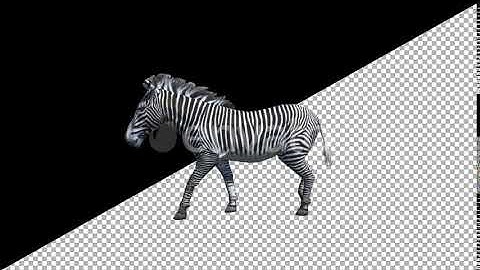 Zebra Walk Animation | Motion Graphics - Envato elements