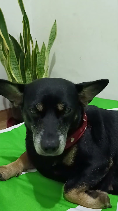 🌎🌍🌏🩵🦮🐕🐕‍🦺 #anjinglucu#dog#happydog#anjingpintar#anjinglokal#happy#bigel#coki#hbc#happydog
