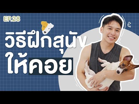 วิธีฝึกสุนัขให้คอย | EP.28 | บุ๊ค บอก ต่อ