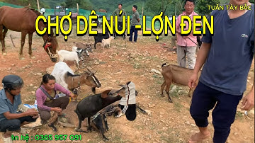 @ KHÁM PHÁ CHỢ PHIÊN CỐC LY - NƠI BÁN DÊ ,LỢN ĐEN ,TRÂU BÒ ...VÀ MÓN THẮNG CỐ DÊ , DÊ NẤU MĂNG CHUA