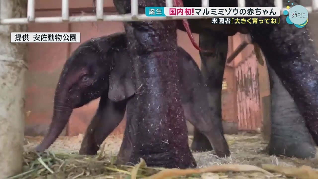 【国内初】マルミミゾウの赤ちゃん誕生 広島・安佐動物公園｜HOME広島ニュース