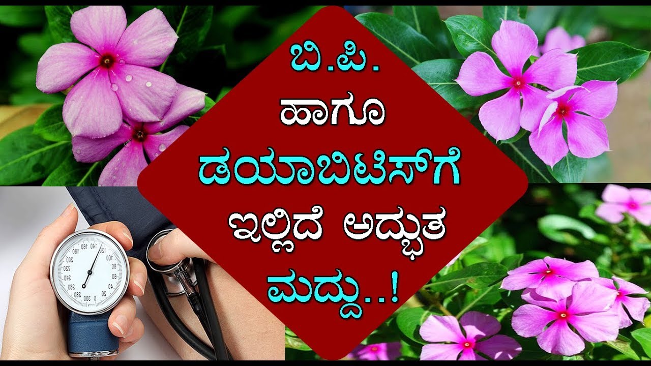 Diabetes, BPನಿಯಂತ್ರಣಕ್ಕೆ ಇದು ಅದ್ಭುತ ಮದ್ದು..! Medicinal uses of Sadabahar /Health tips/ M2