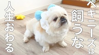 ペキニーズ Youtube ペキニーズ Youtube