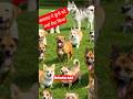 #bigguy kutte ka role islam mein#shorts#islamicshorts#dogfact#alhamzah#viralvideo#animal#bigguy