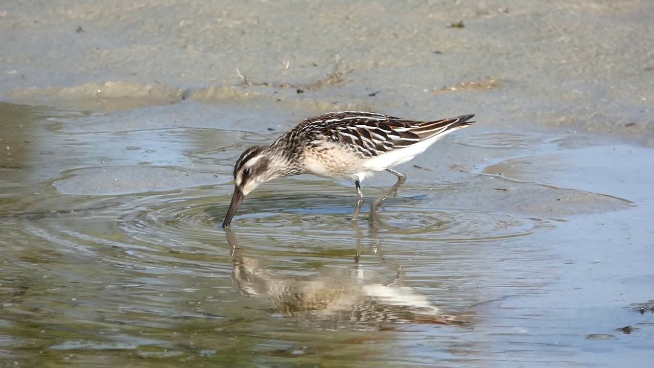 Juvenile broad-billed sandpiper (Limicola falcinellus) at Lake Balaton, Hungary