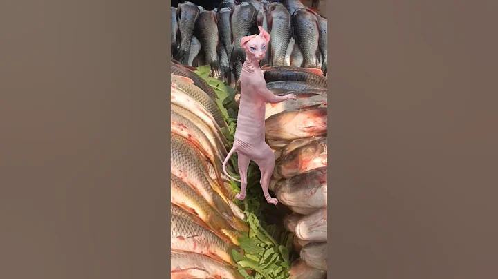 Video 11725321: sphynxcat dancing cats