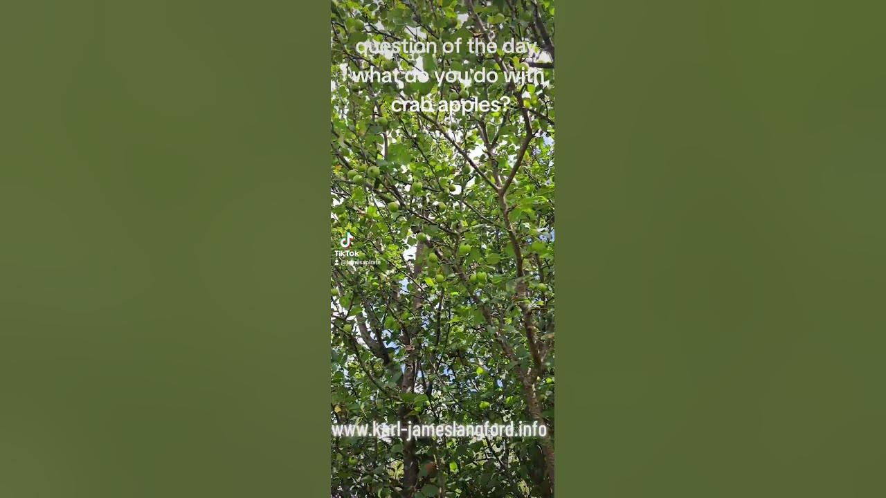 question of the day, what do you do with crab apples? - YouTube