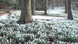 painswicksnowdrop1402.AVI