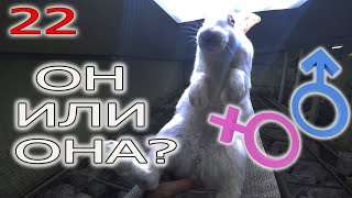 видео: РАССАДКА КРОЛИКОВ. КАК ОПРЕДЕЛЯЮ ПОЛ КРОЛИКОВ? картинка: РАССАДКА КРОЛИКОВ. КАК ОПРЕДЕЛЯЮ ПОЛ КРОЛИКОВ?
