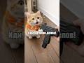 MIAU MIAU PIXEL WORLD #SHORTS