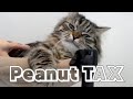 박제형 고양이 피넛 Peanut Tax