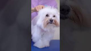 Cute Maltese grooming! ✂❤