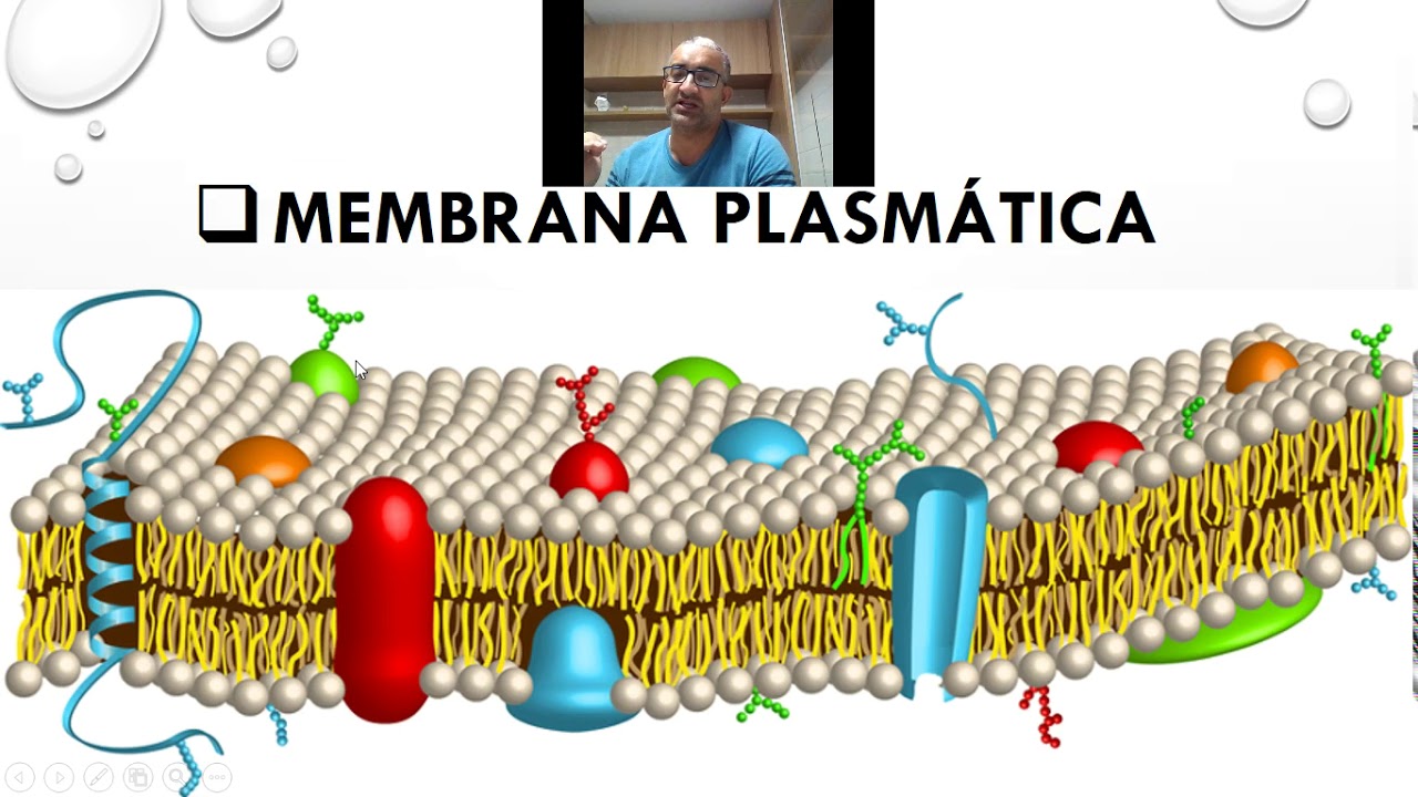 A Membrana Plasmática Caracteriza Se Por Apresentar Uma Permeabilidade Seletiva