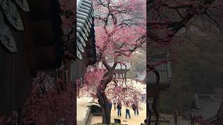 #홍매화 #구례 #봄꽃 #화엄사