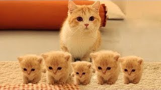 omg so cute _ So many cute kittens videos compilation