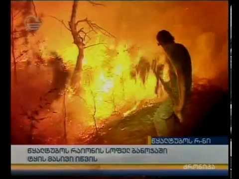 წყალტუბოს რაიონის სოფელ ბანოჯაში ტყის მასივი იწვის