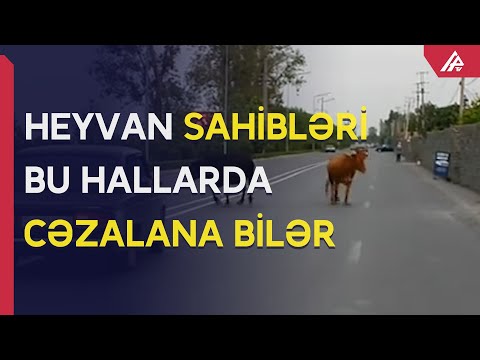 Heyvanlarla bağlı yol qəzalarında hansı tərəf necə cəzalandırılır? – APA TV