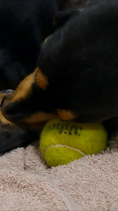 Dachshund sleeping on tennis ball #lovemydachshund #dachshund
