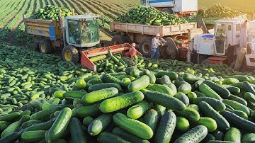 Inside the Mega Cucumber Pickle Factory How Millions of Cucumbers Are Processed into Perfect Pickles