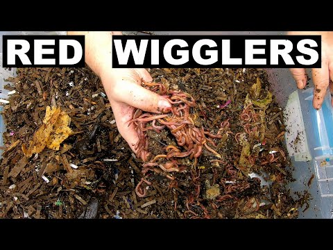 Red Wiggler Compost Worms 3 bins