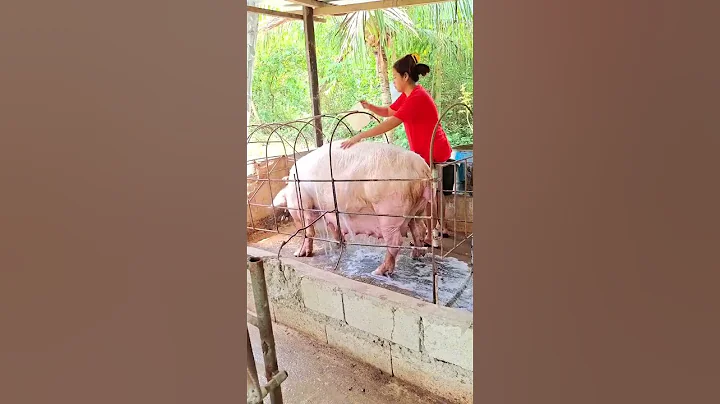 mother pig washing #hogs #pig #hogger #pigbreeding #animals #pigfeed #pigfarming