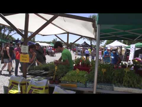 Vídeo: Herbes Remeieres Del Desert
