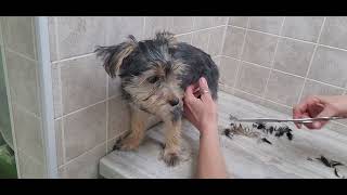 Yorkshire Terrier/Yorkie dog breed Puppy, Puppy's 1st groom, squirmy, holding techniques, grooming