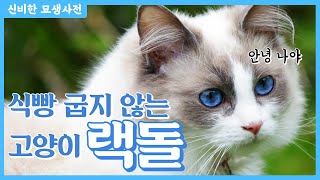 인형 같은 꽃미모 고양이, 랙돌에 숨겨진 비밀?! (feat. 눕는 게 제일 좋아)
