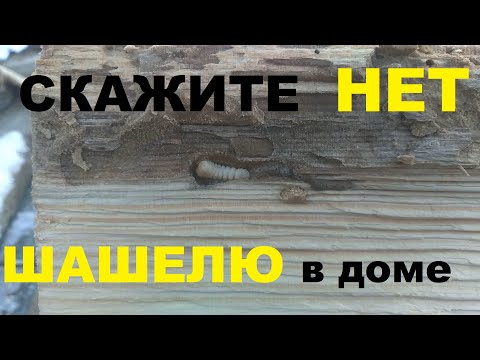 Как побороть шашеля в деревянном доме! Быстро и эффективно выводим жуков из бревен и защищаем доски!