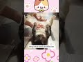 tại sao mèo không cho sờ bụng