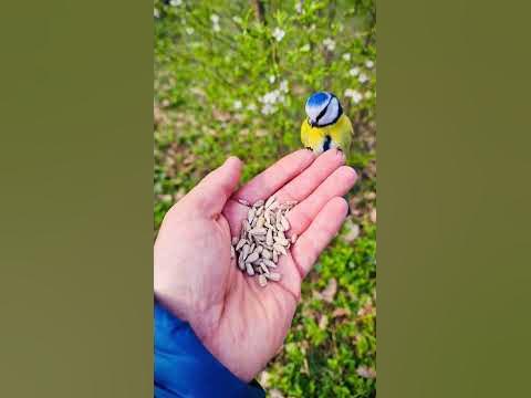 син синигер #синсинигер #cute #animals #animallovers - YouTube