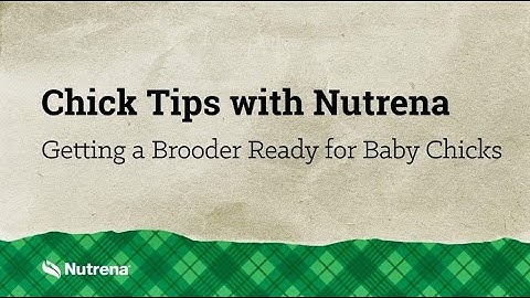 Chick Tips with Nutrena: Getting the Brooder Ready for Baby Chicks