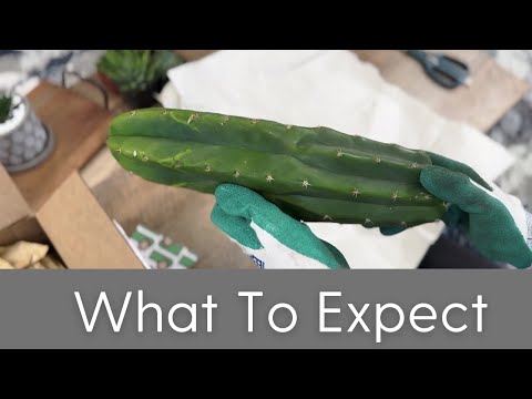 What to Expect from your San Pedro Source Order - YouTube