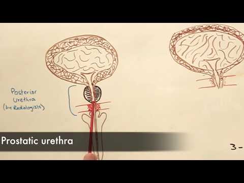 The Anatomy of the Urethra