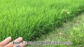 Bán 1700m đất ruộng đang trồng lúa 600 triệu - bao rẻ nhất ở Cần Đước Long An ĐT 0786668368