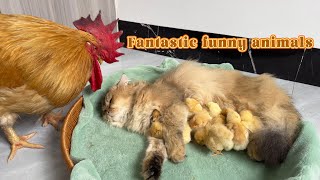 🤣rooster and the cat take turns to take care of the chicks.One round every half an hour. Funny cute by 土豆の日記Cat's diary 37,332 views 2 weeks ago 5 minutes, 28 seconds