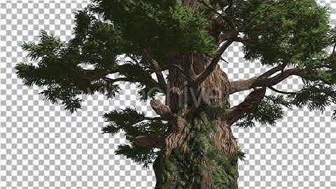 Western Juniper Fluttering Leaves Thick Trunk | Motion Graphics - Envato elements