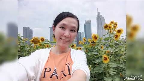 22 tháng 5. Công viên hoa hướng dương bờ sông Sài Gòn  đẹp quá